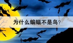 为什么蝙蝠不是鸟