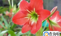 朱顶红种球怎么种