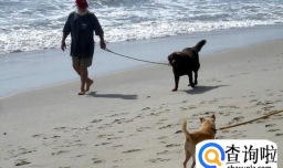 遛狗注意事项有哪些