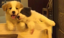 喜欢养宠物的都是什么人