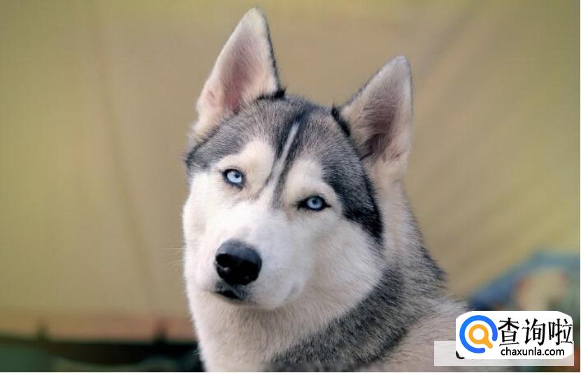 哪些原因会导致哈士奇皮屑增多