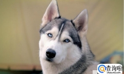 哪些原因会导致哈士奇皮屑增多