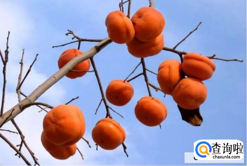 怎么嫁接柿子树