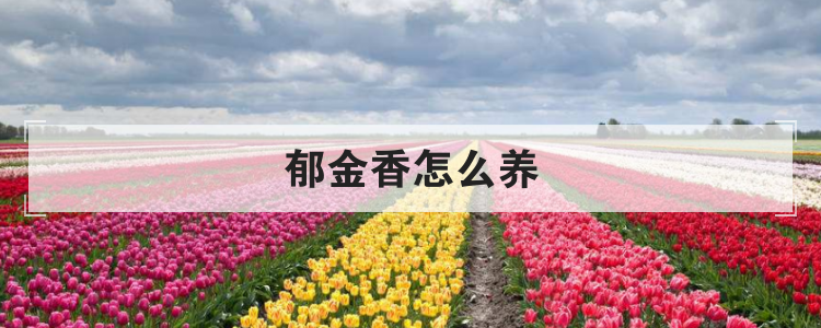 郁金香怎么养