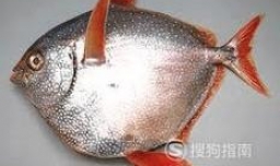 月亮鱼的功效和作用,月亮鱼是什么？