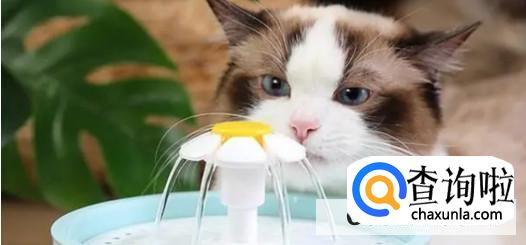 猫咪口臭如何解决