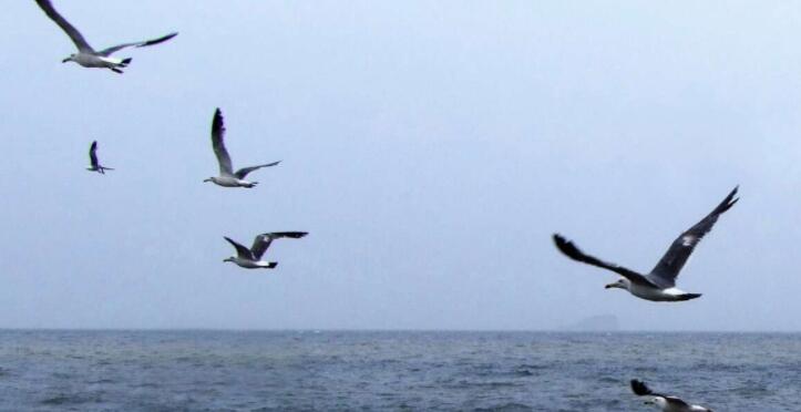 天高任鸟飞的意思是什么？