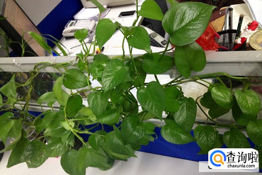 绿萝可以晒太阳吗