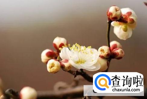 躲春失败化解方法