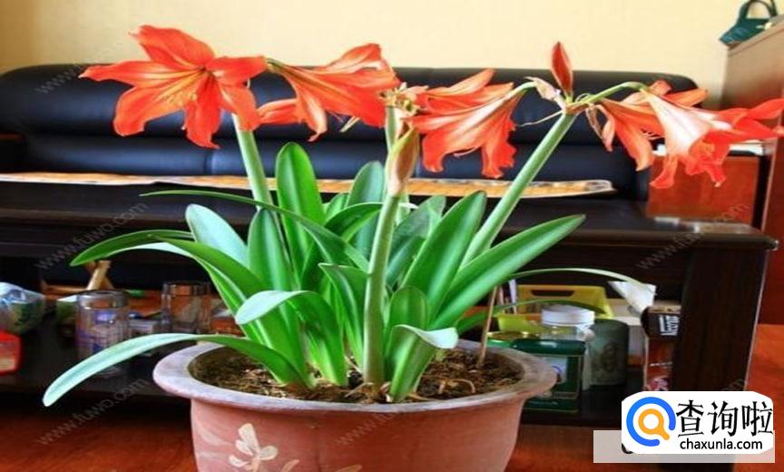 朱顶红的繁殖方法