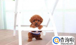 茶杯犬为什么不能养原因有哪些