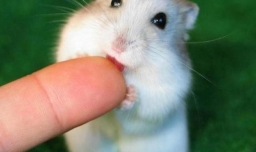 有哪些宠物好养又干净