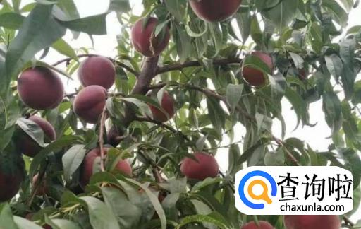 黑桃皇后这种水果好种植吗