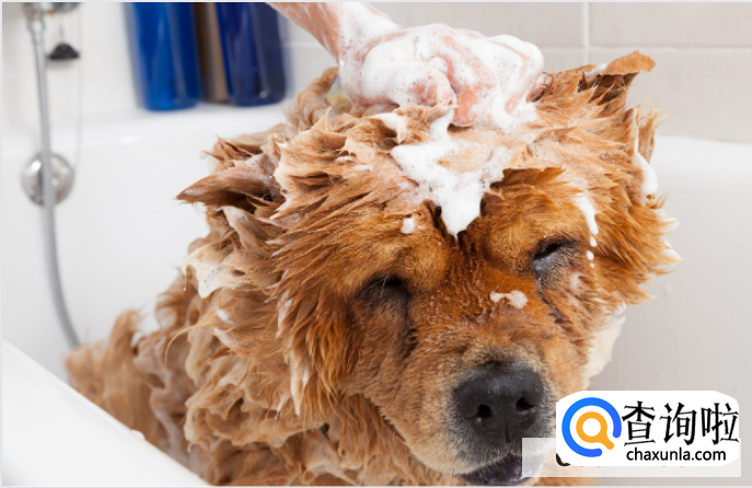 新手养可爱的狗狗要注意什么？