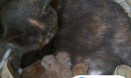 母猫生产注意事项