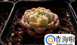 冰梅多肉怎么养