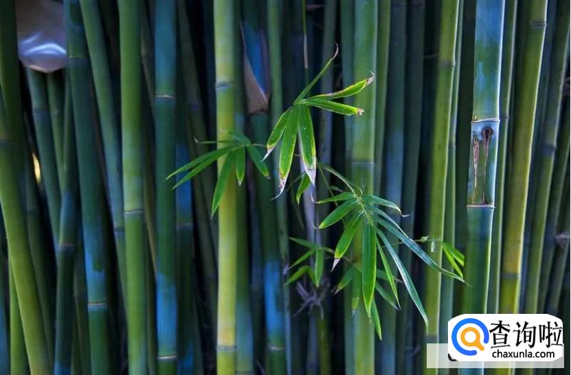 竹子叶子发黄怎么补救