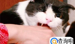 如何远离猫抓综合征？被猫抓伤如何快速处理？