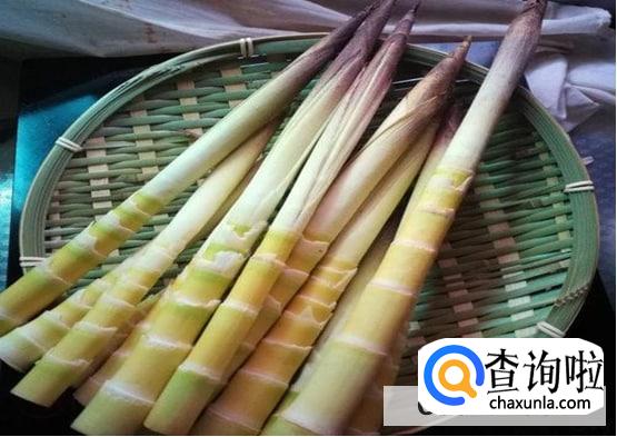 竹笋为什么要掉水