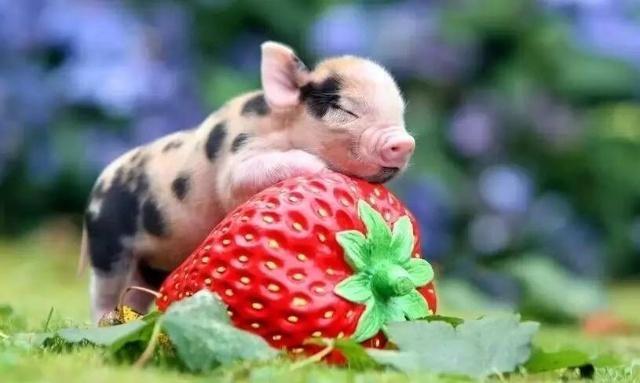 回族为什么不吃猪肉