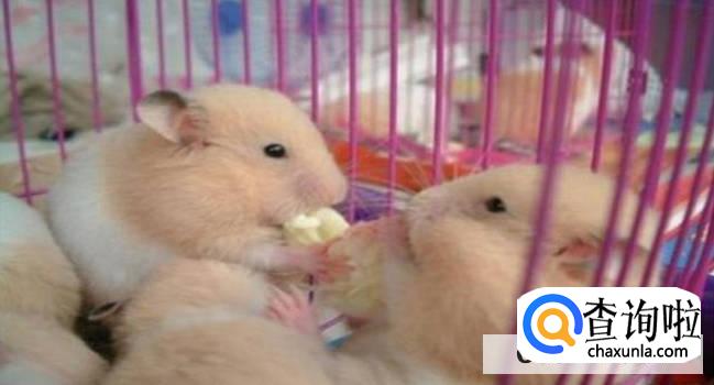 金丝熊夏天降温的方式