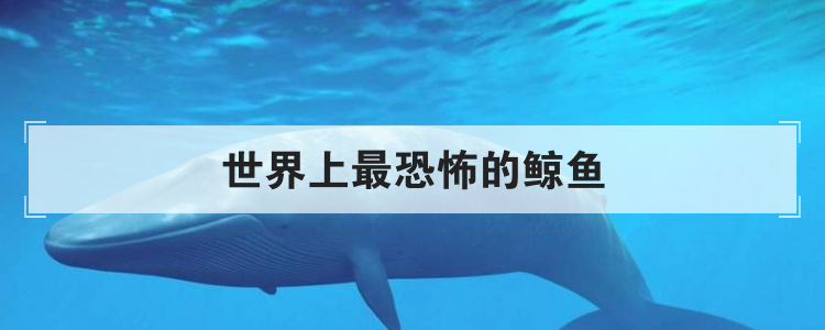 世界上最恐怖的鲸鱼