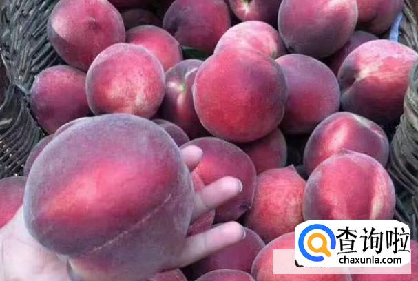 黑桃皇后这种水果种植价值高吗？