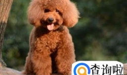 养泰迪犬有什么坏处