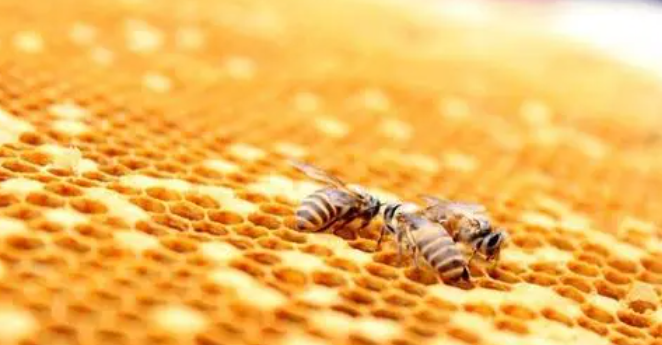 蜂房的功效与作用
