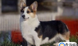 家庭小宠物排名