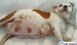 怎样判断狗怀孕了