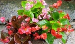 四季海棠花的养殖方法是什么？