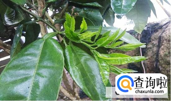 柚子叶怎么用合适