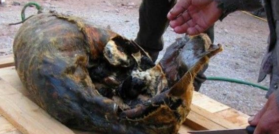 世界最臭的食物