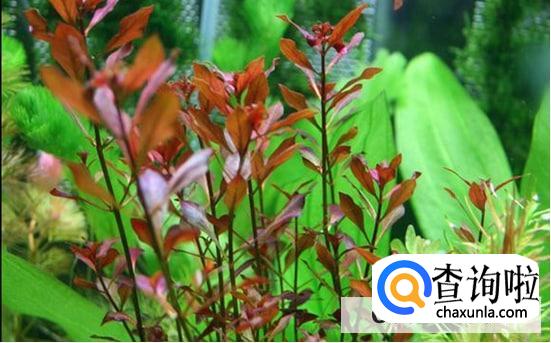 紫红丁香水草怎么养护合理