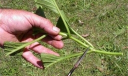 怎样给绣球花做扦插最好？需要注意什么？