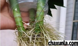 水养红竹怎样生根快