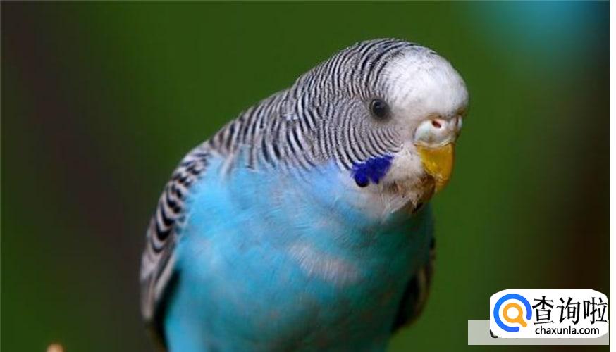 新手养殖虎皮鹦鹉的诀窍