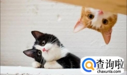 新手养猫必备知识