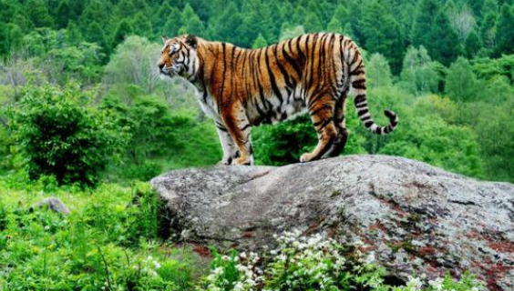 十大著名哈尔滨景点排行榜