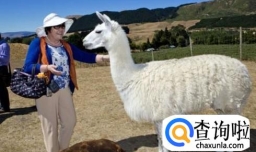 羊驼有什么经济价值