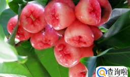 莲雾怎么吃 莲雾的营养价值 怎么挑选莲雾