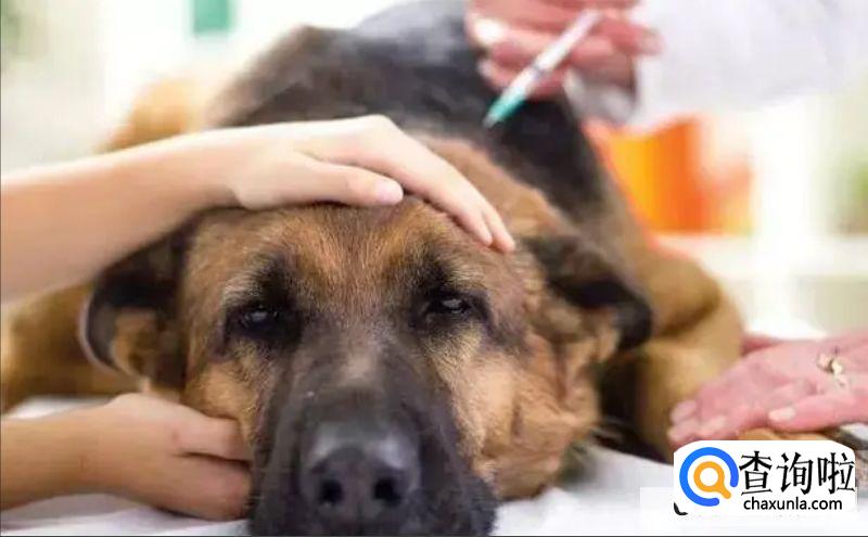 小狗肺炎治疗最佳方法