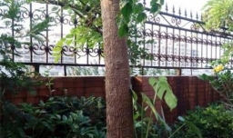 新买的幸福树叶子发黄怎么办