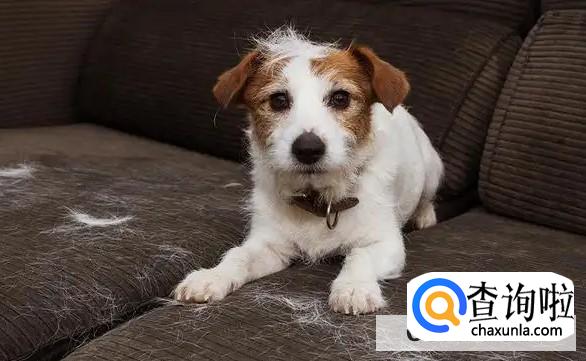 狗狗春天掉毛怎么办