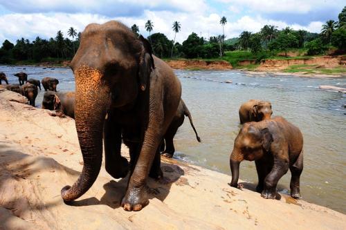 大象从不忘事的说法靠谱吗