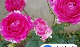 月季花叶子掉落的原因