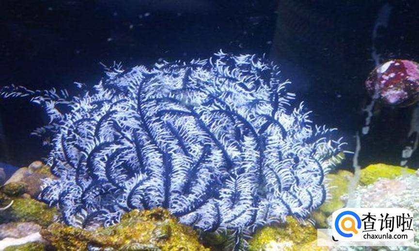 羽毛星怎么养比较好