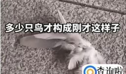 浙江台州天上飘落大量羽毛 十分诡异