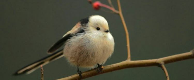 银喉长尾山雀怎么养